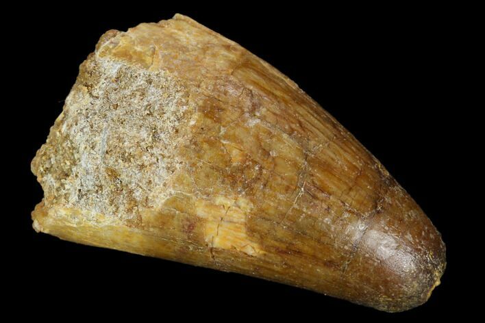 Cretaceous Fossil Crocodile Tooth - Morocco #122452